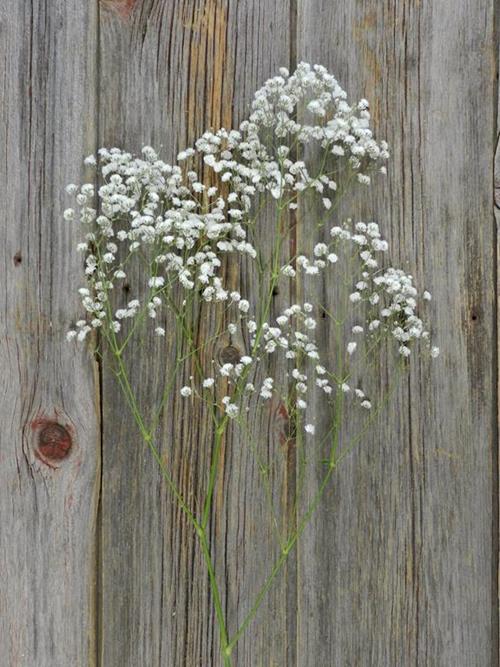 XLENCE  WHITE GYPSOPHILA